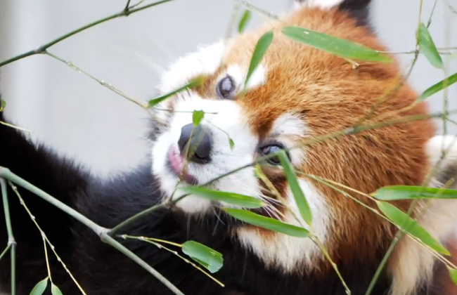 名古屋市東山動植物園 おもしろ生態「レッサーパンダ」
