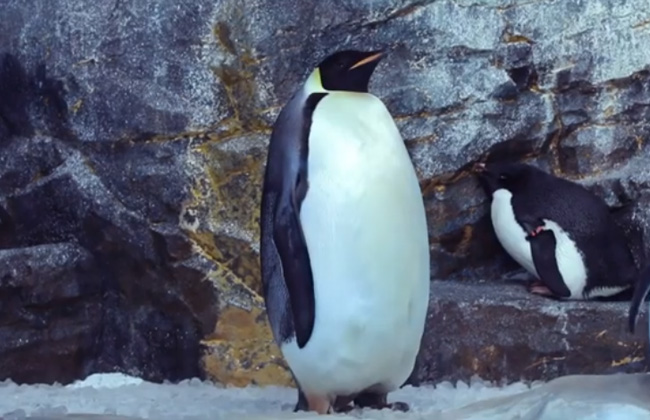 名古屋港水族館 なごやこう ふしぎの海「エンペラーペンギン」