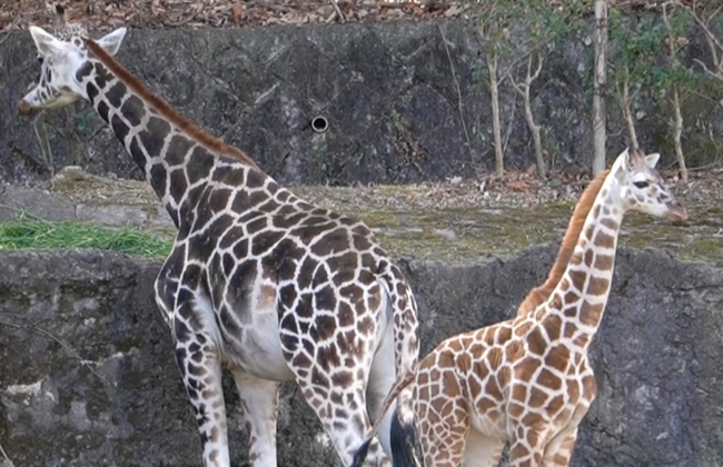 名古屋市東山動植物園 おもしろ生態「キリン」