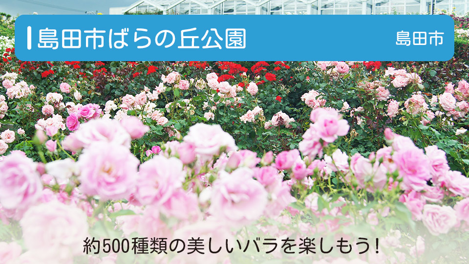【島田市ばらの丘公園】島田市の花園 約500種類の美しいバラを楽しもう！