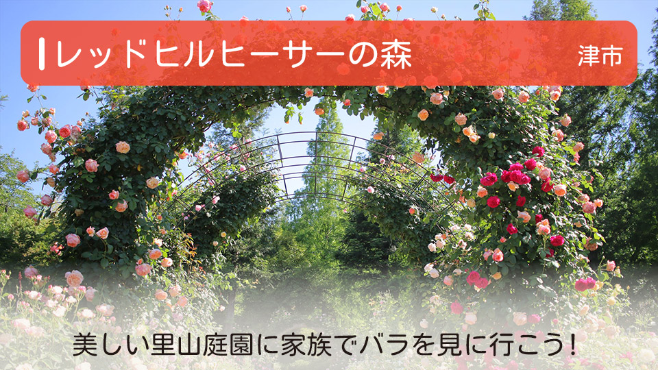 【レッドヒルヒーサーの森】三重県津市の公園 美しい里山庭園に家族でバラを見に行こう！