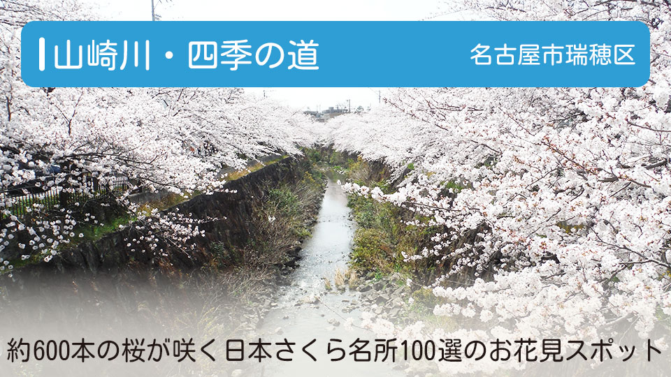 【山崎川・四季の道】約600本の桜が咲き誇る日本さくら名所100選にも選出された名古屋市のお花見スポット