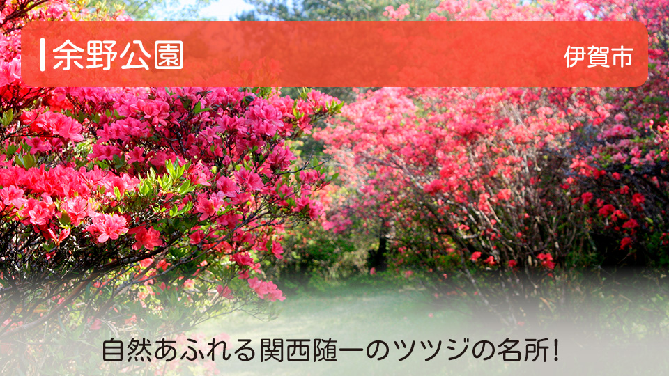 【余野公園】三重県伊賀市の公園 自然あふれる関西随一のツツジの名所！